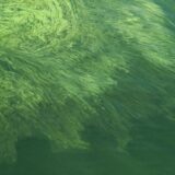 Groene slierten drijven als een algenlaag op het wateroppervlak