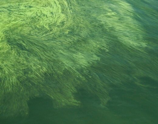 Groene slierten drijven als een algenlaag op het wateroppervlak