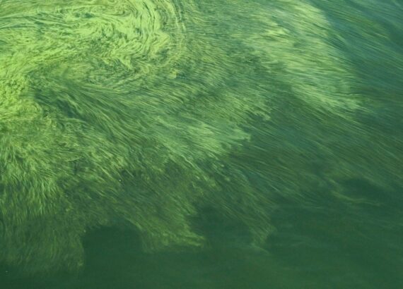 Groene slierten drijven als een algenlaag op het wateroppervlak