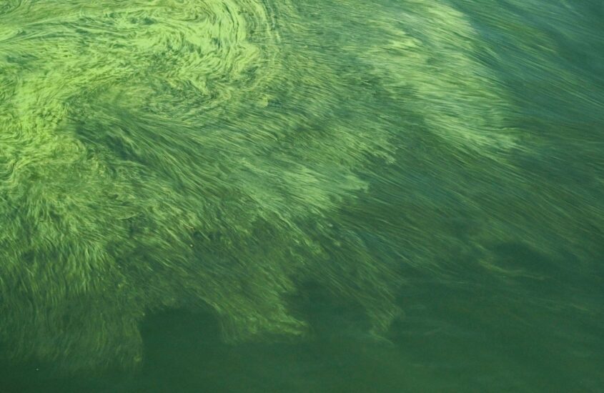 Hoe blauwalg en watertemperatuur onze zwemmeren beïnvloeden: de ecologische dynamiek verklaard