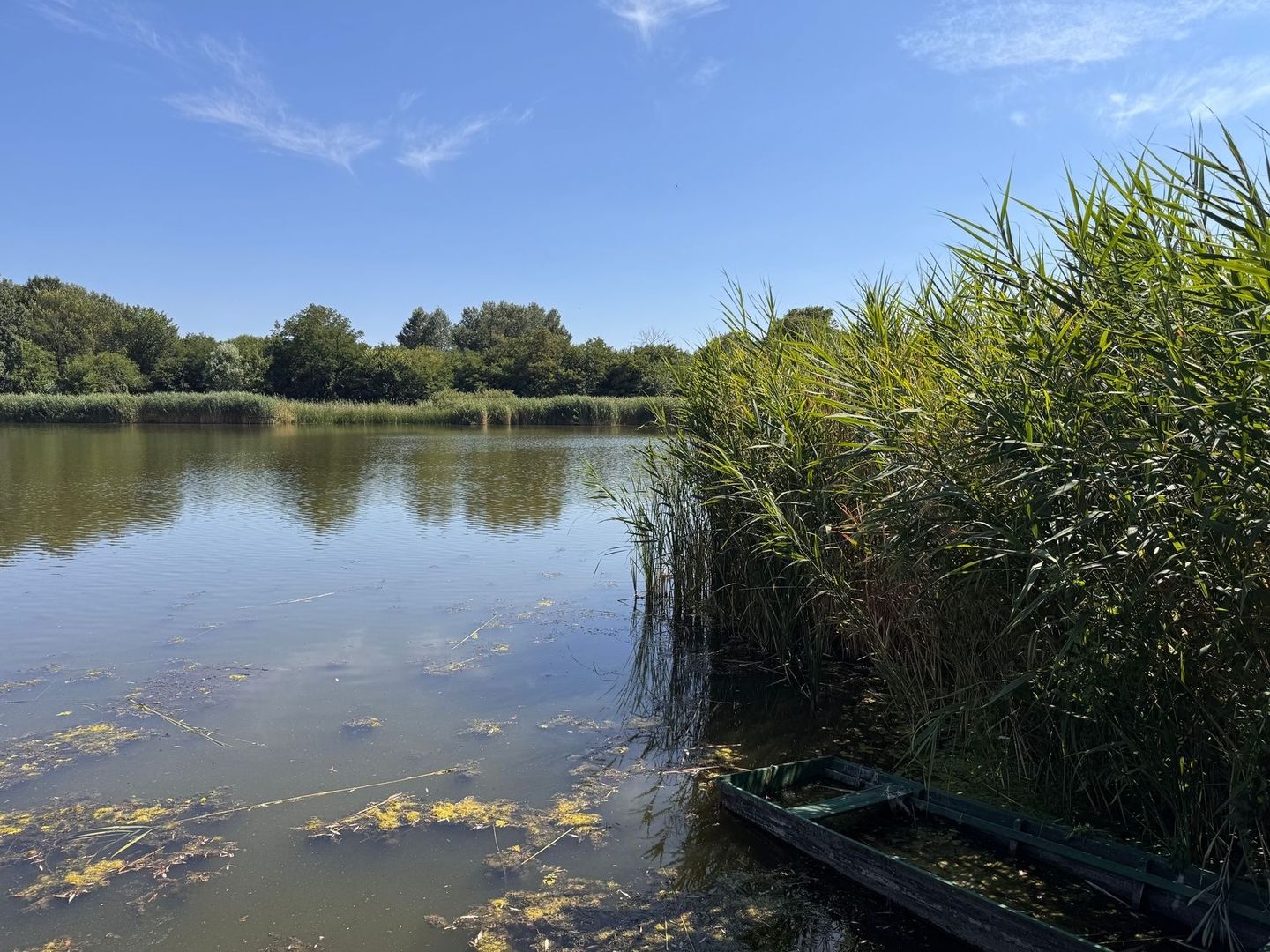 Zonnig meer met rietkragen, drijvend groen en een klein bootje